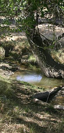 Wetland