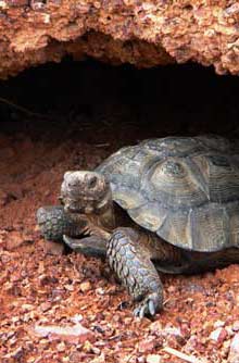 Desert Tortoise